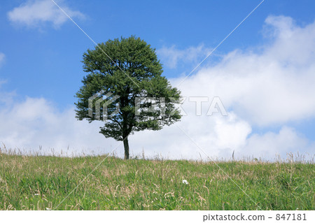 A blue sky and a tree 847181