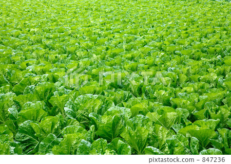 大白菜田 大白菜田 847236