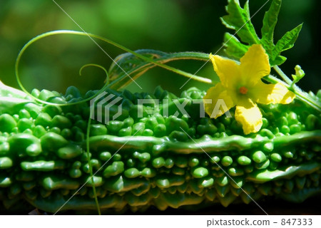 苦瓜 苦瓜 847333