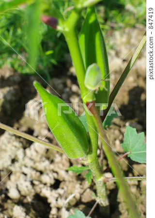 收穫前的黃秋葵 847419