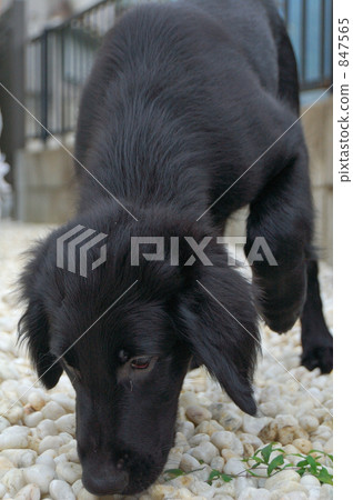 平塗的獵犬小狗 平塗的獵犬小狗 847565