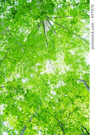 山毛櫸葉子 山毛櫸葉子 847978