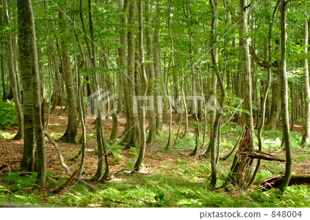 Beautiful Forest Beautiful Forest 848004