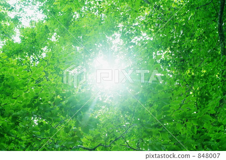 森林的太陽 森林的太陽 848007