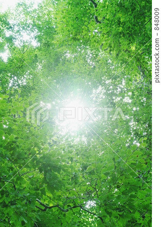 森林的太陽 森林的太陽 848009