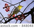White-eye and Kanhizakura　 848048