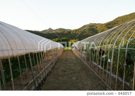 greenhouse, field, vegetable field 848057