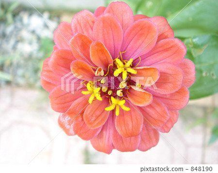 zinnia, petal, petals 848190