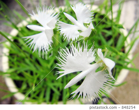 處女草 處女草 848254