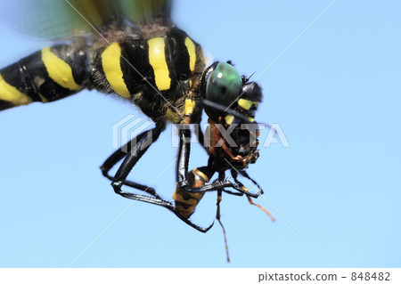 Onyounama who is supplementing bees 848482