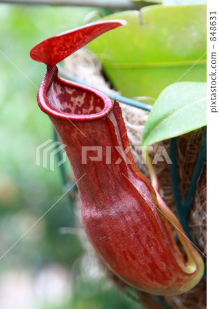 Insectivorous plants ~ Master cyanna 848631