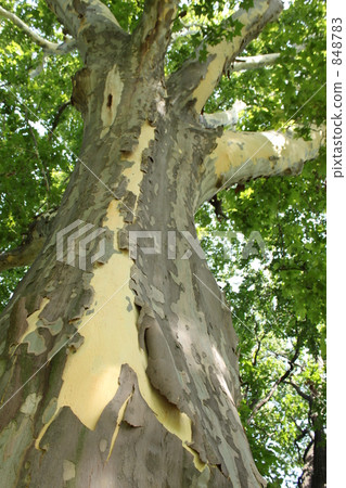 Platanus Platanus 848783