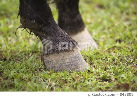 Horse's hoof 848809