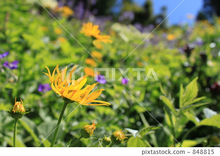Summer flower garden 848815