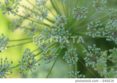 Fennel 848816