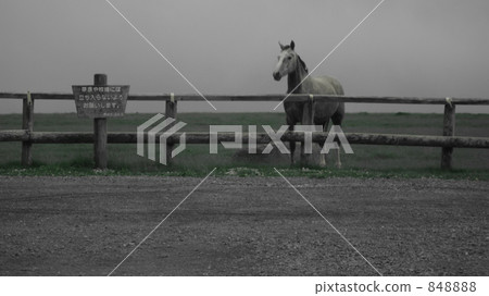 equine, horse, grass field 848888