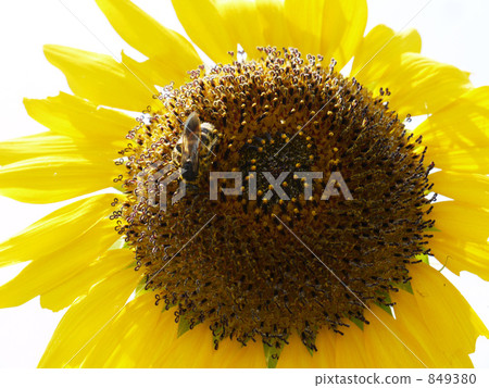 向日葵和蜜蜂 849380