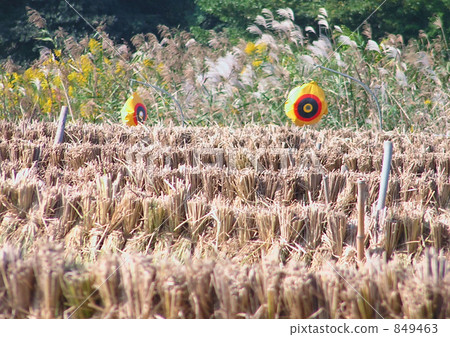 稻田裡的曹!! 849463