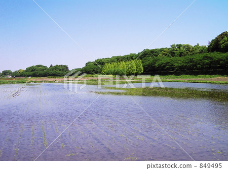 A rice paddy at the rice planting time A rice paddy at the rice planting time 849495