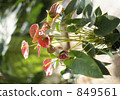 Anthurium 849561