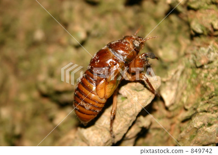 Aburasemi larva Aburasemi larva 849742