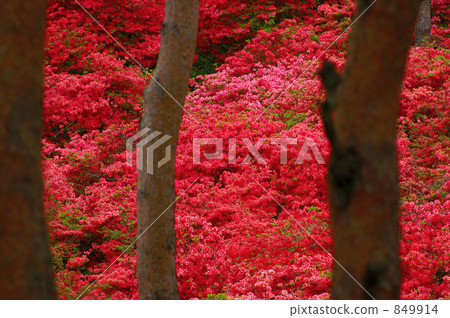 azalea, azaleas, bloom 849914