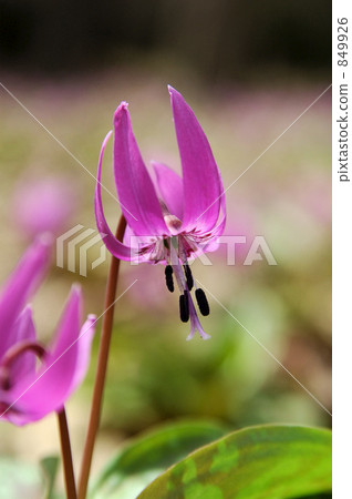 katakuri, erythronium, purple 849926
