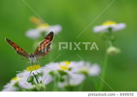 花場蝴蝶 849938