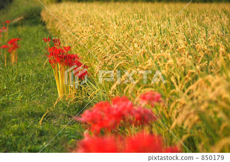 A cluster amaryllis that blooms in rice field A cluster amaryllis that blooms in rice field 850179