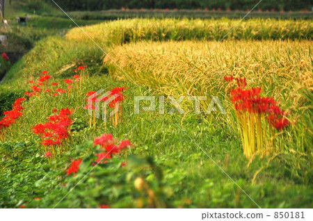 A cluster amaryllis that blooms in rice field A cluster amaryllis that blooms in rice field 850181