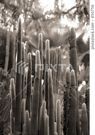 Cactus in Majorelle garden 850756