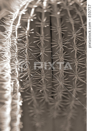 Cactus in Majorelle garden 850757