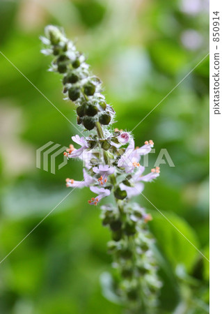Holy Basil Flower 850914