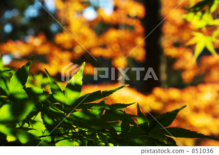 Green autumn leaves. 851036