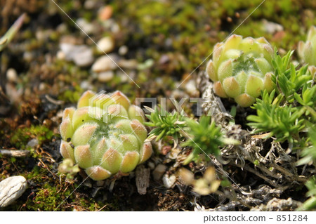 Senperubibumu Senperubibumu 851284
