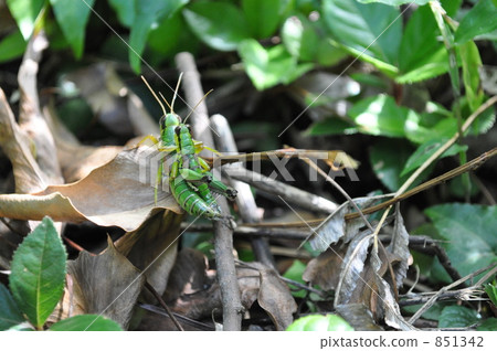 Please make it easy! 851342