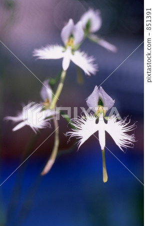 處女草 處女草 851391