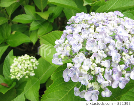 Uzuyasai (Otafuku Hydrangeas) 851392