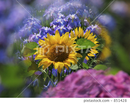 Sunflower and hydrangea Sunflower and hydrangea 851428