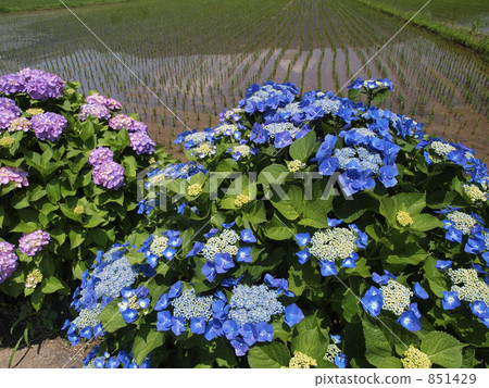 Aota and hydrangea Aota and hydrangea 851429