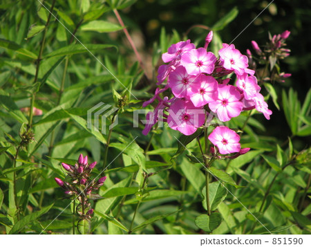 Pink (inside is white) Oranglow Pink (inside is white) Oranglow 851590