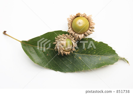 The leaves of acacia oak and acorns 851738