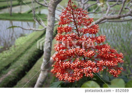 烏佈區 巴厘島 灌木 852089