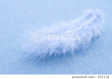 feather, wing, wings 852118