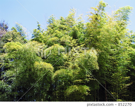 Bamboo grove of Numakumata Funabori Park 852270