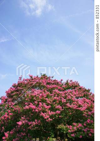 Crape myrtle 852331