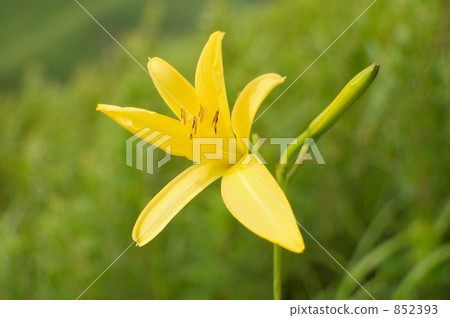 Yufuin的Kisue Yufuin的Kisue 852393