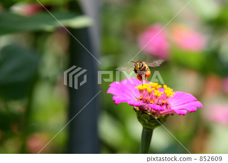 蜜蜂 852609
