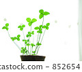 Window side clover 852654