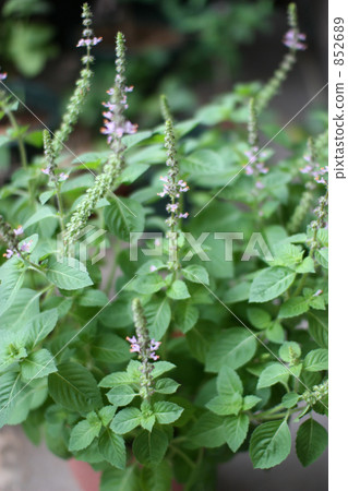 Holy Basil Flower Holy Basil Flower 852689